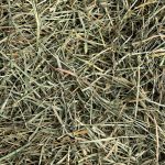 Orchard Grass Hay - Small Pet Select - Yappy Pets