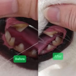 The Importance of Dog Dental Health