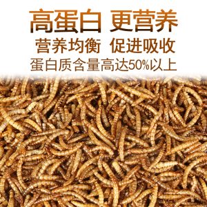 PKJP36-Dried-Meal-Worms-60g