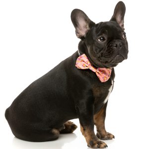 FY78560 FY78577 FuzzYard Two-Cans Pet Bowtie