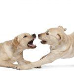 A Look at Inter dog Aggression