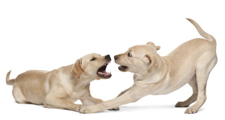 A Look at Inter-Dog Aggression