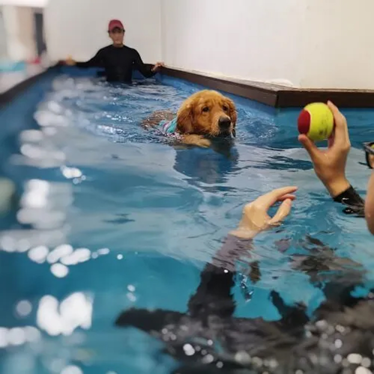 Explore These Top Hydrotherapy Centres For Dogs In Singapore