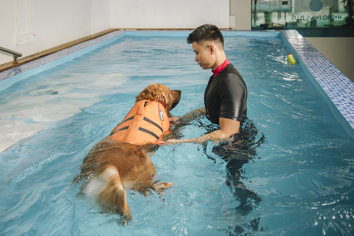 Explore These Top Hydrotherapy Centres For Dogs In Singapore
