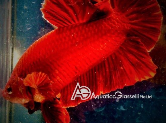 Aquatica Glasselli Pte Ltd 