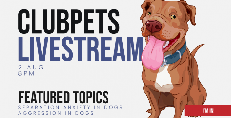 Clubpets Livestream | Saparation Anxiety in Dogs – Aggression in Dogs