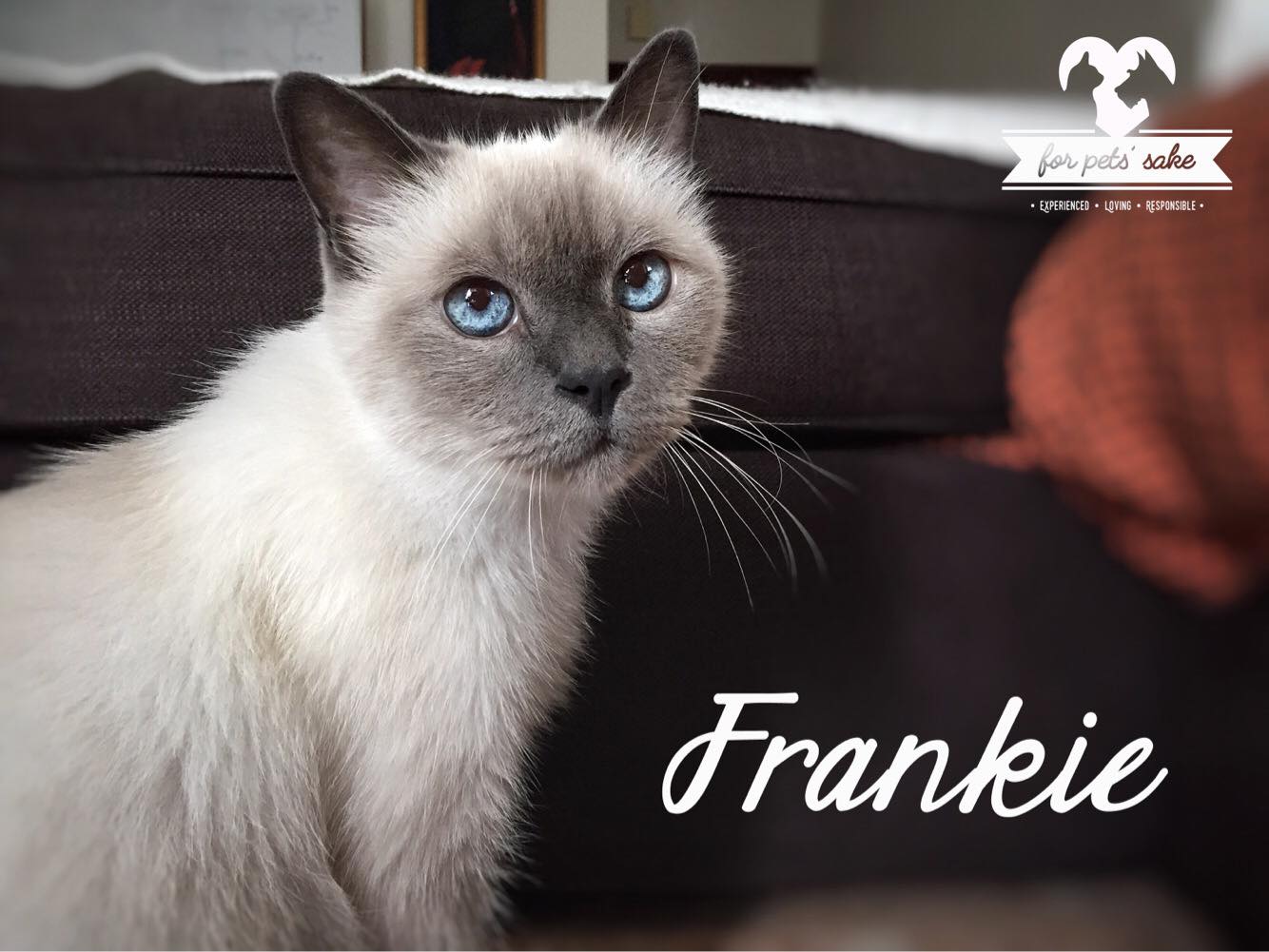 For Pets' Sake Pet Sitting - The Best Pets Magazine In ...