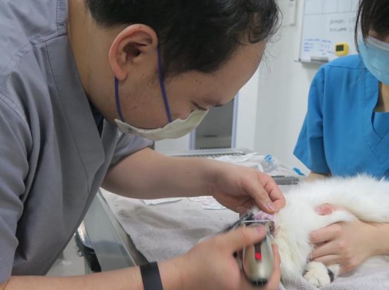 Furrytails Veterinary Clinic 