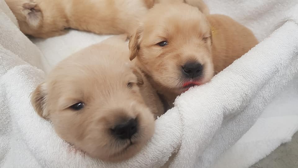 Hechicera Golden Retrievers Sg The Best Pets Magazine In Singapore For Your Pet Dogs Cats