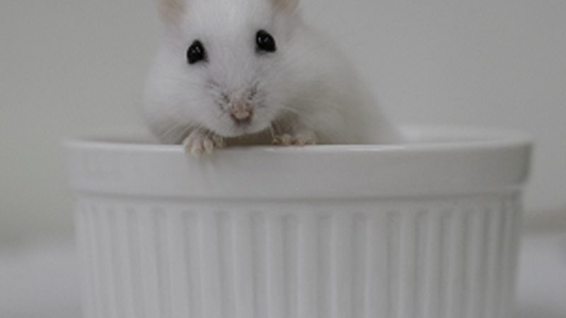 Home for Hamsters (A Pet Responsibility Programme)