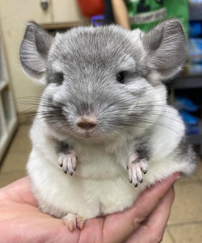 House of Chinchilla Serangoon North - The Best Pets Magazine In