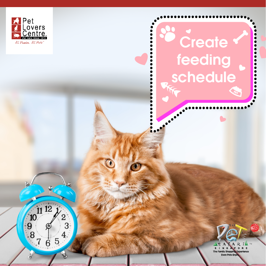 Pet Lovers Centre - Jalan Leban - The Best Pets Magazine ...