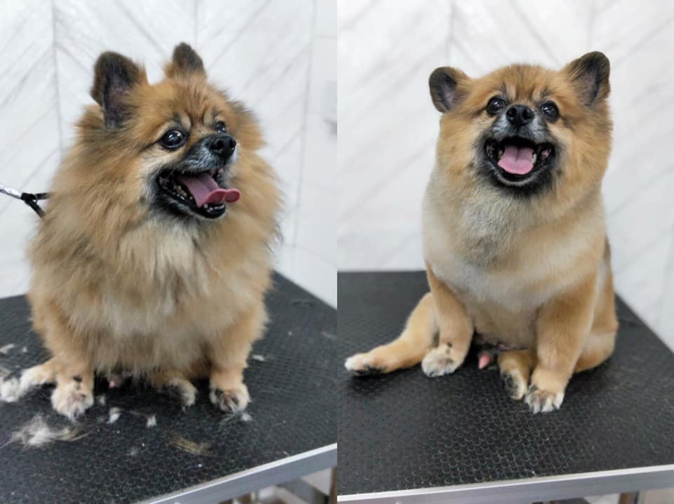 The Fur Code - The Best Pets Magazine In Singapore For ...
