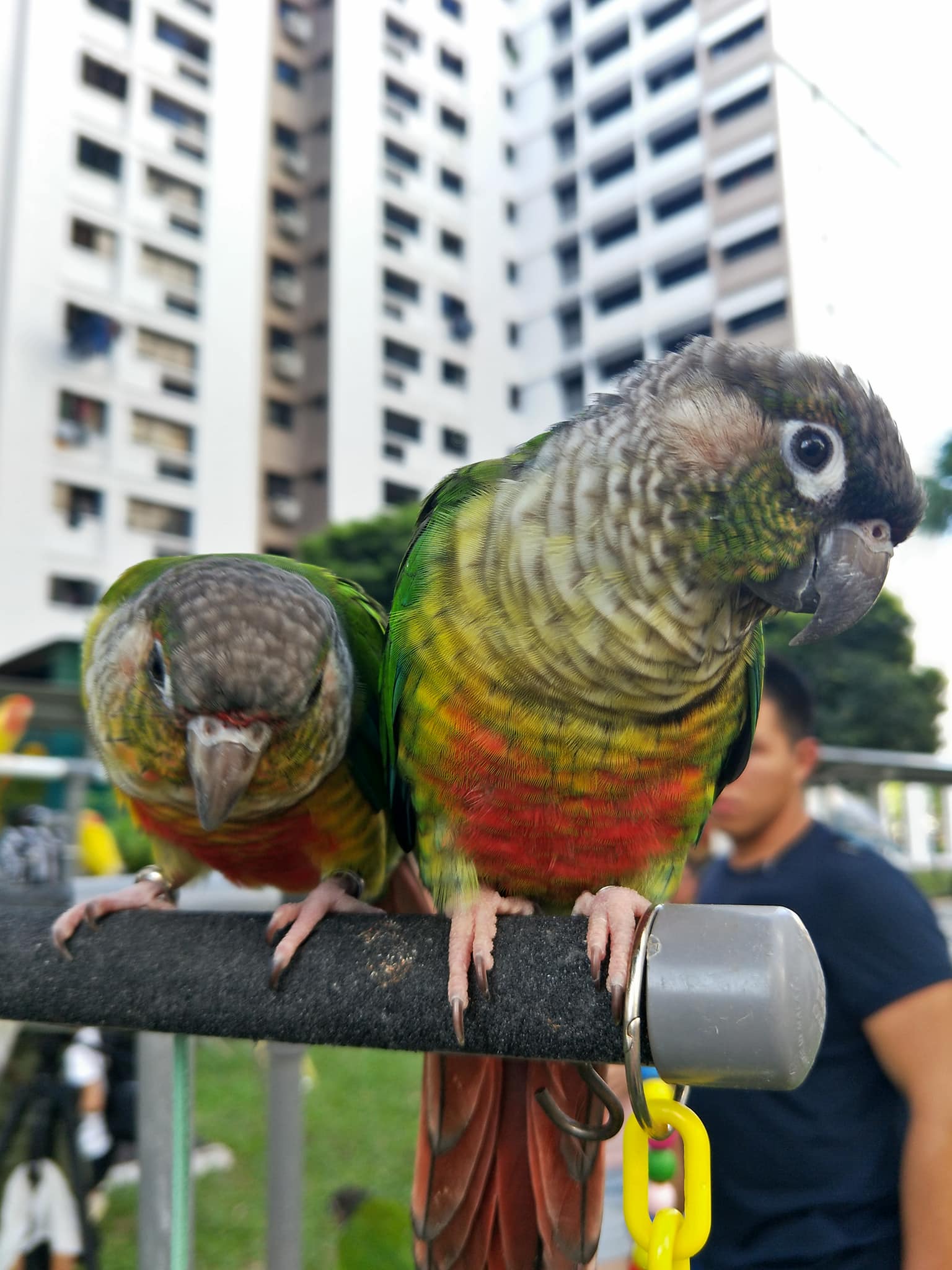 The Happy Bird Singapore The Best Pets Magazine In The Happy Bird Singapore The Best Pets Magazine In