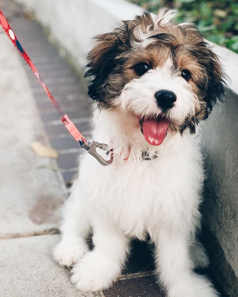 Wellfond Pets Katong The Best Pets Magazine In Singapore For Your Pet Dogs Cats Wellfond Pets Katong The Best Pets Magazine In Singapore For Your Pet Dogs Cats