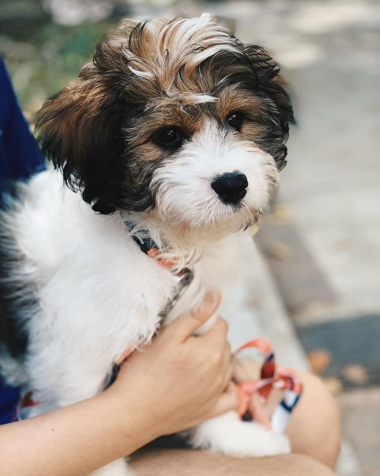 Wellfond Pets Katong The Best Pets Magazine In Singapore For Your Pet Dogs Cats Wellfond Pets Katong The Best Pets Magazine In Singapore For Your Pet Dogs Cats