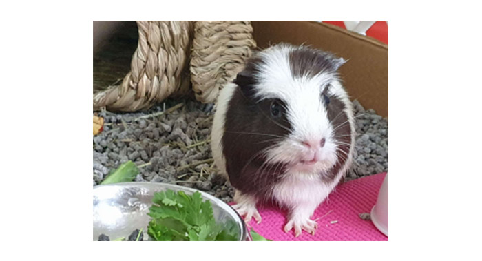 What’s Good for Guinea Pigs (An Pet Responsibility Programme)