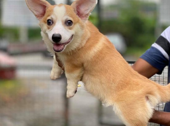 Los geur vertaling William Goh Kennel - The Best Pets Magazine In Singapore For Your Pet Dogs & Cats Los geur vertaling William Goh Kennel - The Best Pets Magazine In Singapore For Your Pet Dogs & Cats