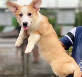 persoon frequentie Ingang William Goh Kennel, Author at The Best Pets Magazine In Singapore For Your Pet Dogs & Cats persoon frequentie Ingang William Goh Kennel, Author at The Best Pets Magazine In Singapore For Your Pet Dogs & Cats