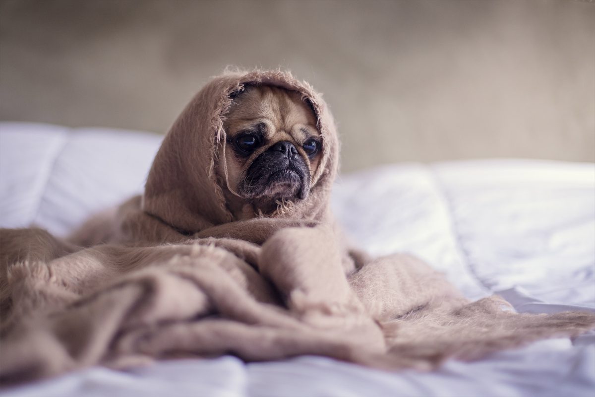 clubpets package free