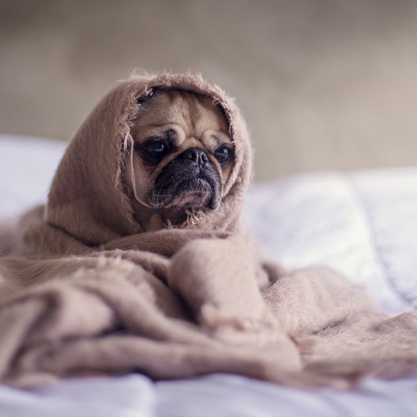 clubpets package free