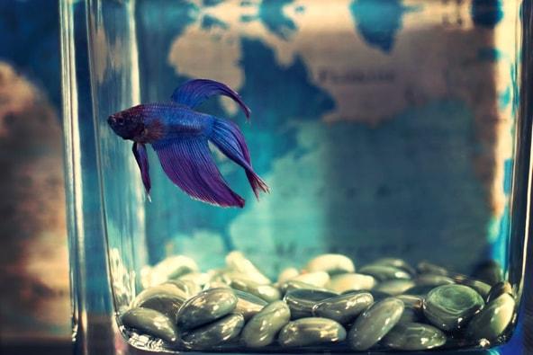 5 Reasons Why Fish Make Good Pets