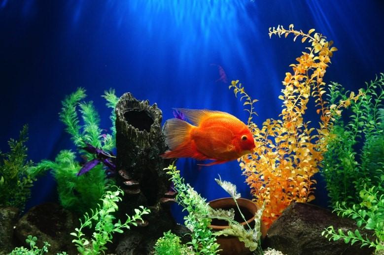 5 Reasons Why Fish Make Good Pets