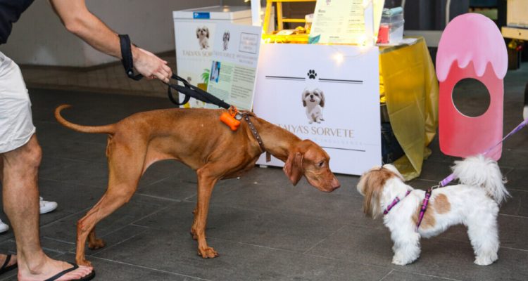 The Quay to a Pawsome Weekend: The Quayside Pup Club