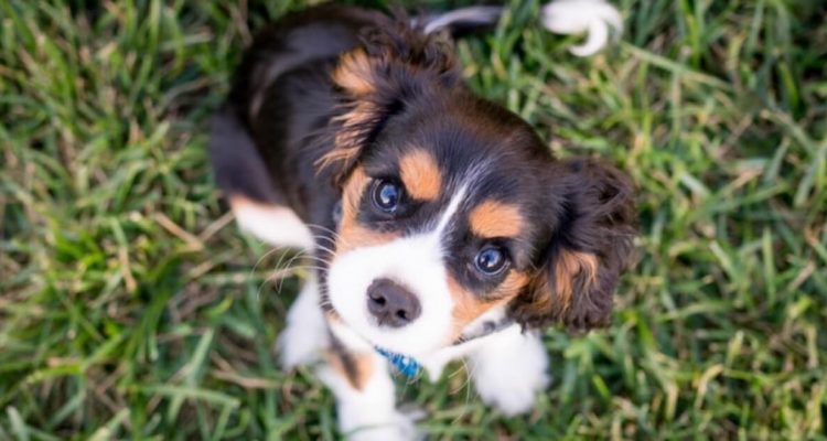 A Guide to Taking Care of Your New Puppy