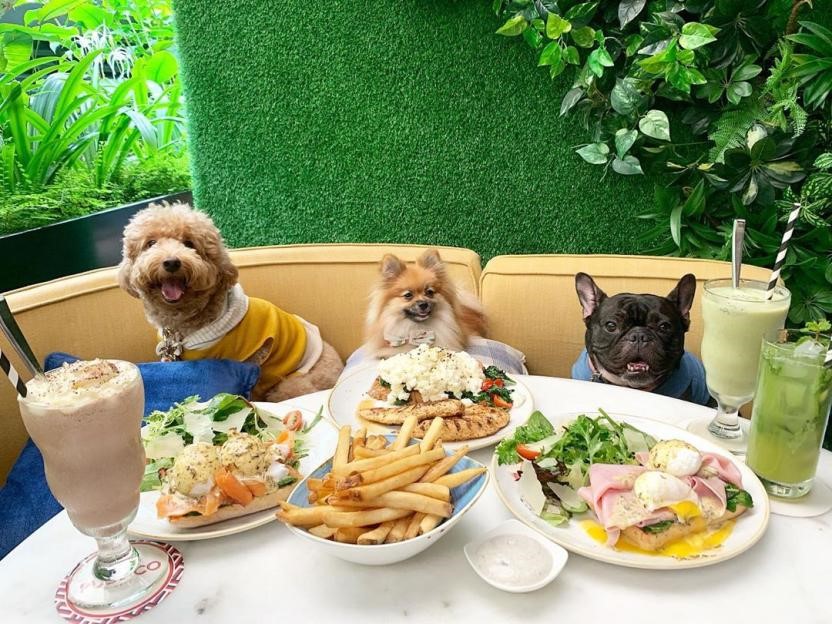 5 Pet-Friendly Cafes In Town 2019