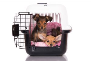 Crate-Training-for-Puppies