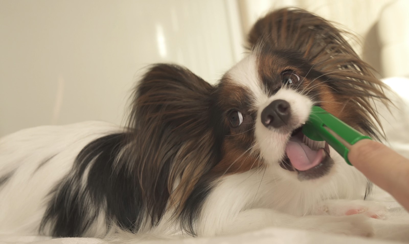 Dog Dental Care: Why Dogs Need The Dentist & How To Clean Your Dog’s Teeth