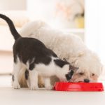 Pet Food Myths, Busted!