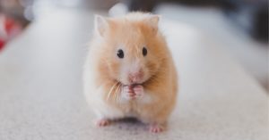 5 Of The Most Common Hamster Illnesses and Diseases
