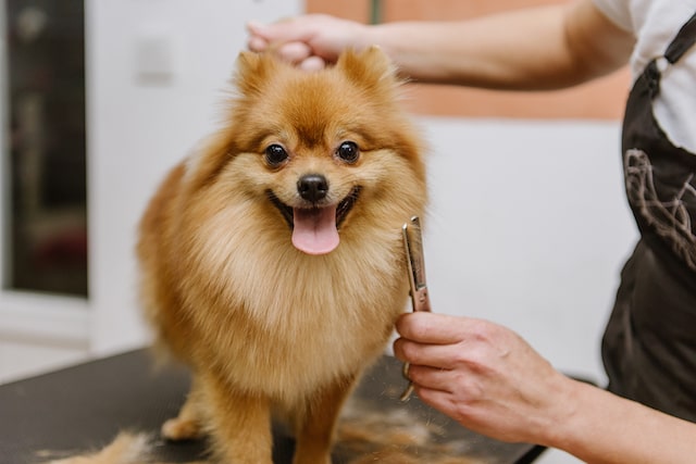 Mobile Pet Grooming Service: What Are the Benefits and Drawbacks?