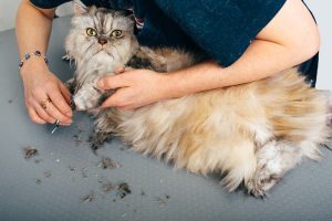 Mobile Pet Grooming Service: What Are the Benefits and Drawbacks?