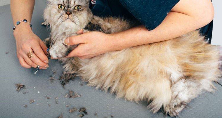 Mobile Pet Grooming Service: What Are the Benefits and Drawbacks?
