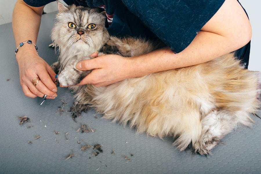 Mobile Pet Grooming Service: What Are the Benefits and Drawbacks?