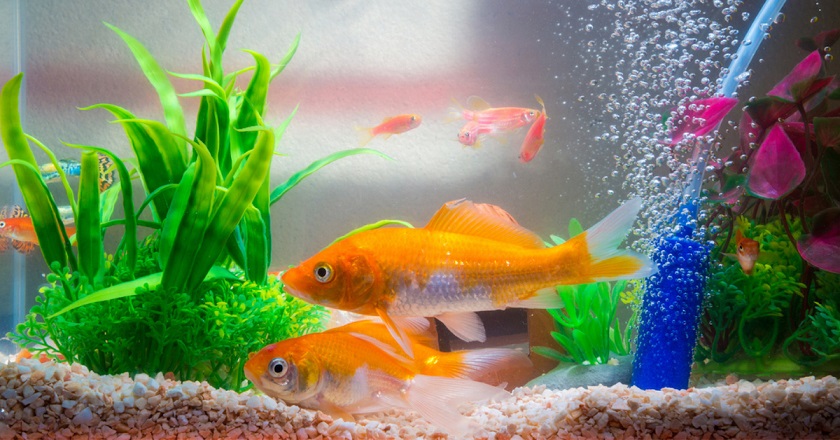 4 Common Diseases in Aquarium Fishes to Look Out For