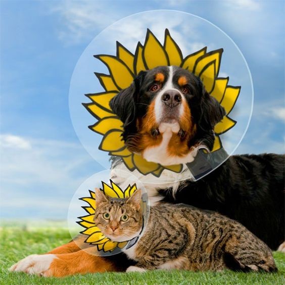 4 Creative Pet Cones of Shame Ideas Pets Lifestyle