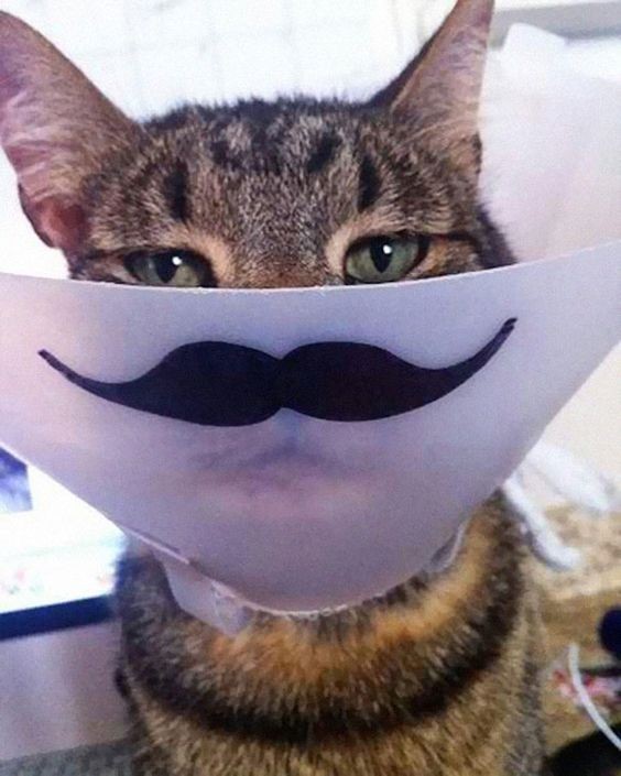  4 Creative Pet Cones of Shame Ideas