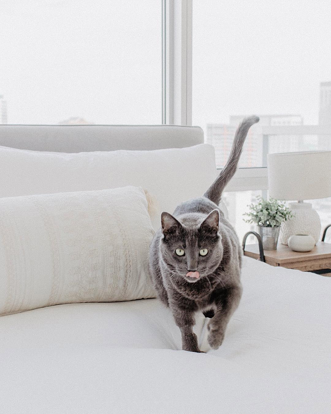 4 Indoor Exercises To Help Your Cat Lose Weight