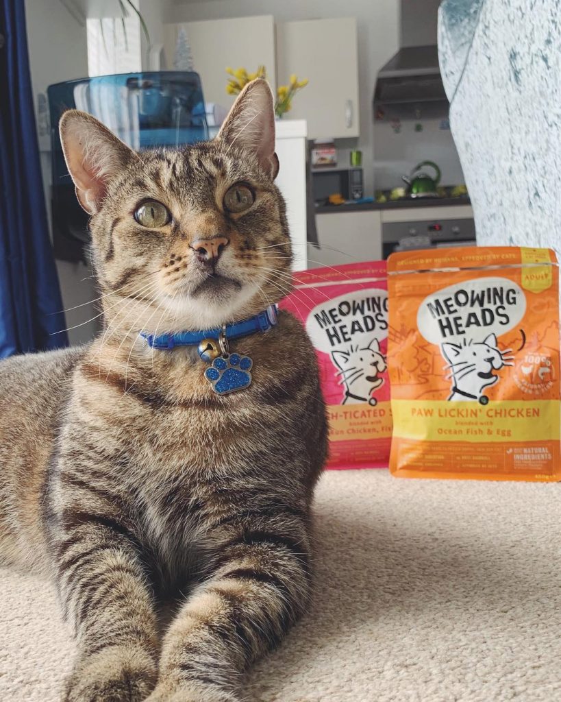 4 Indoor Exercises To Help Your Cat Lose Weight