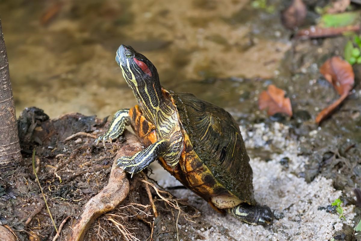 4 Most Common Myths About Turtles, Busted