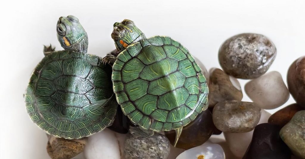 4 Most Common Myths About Turtles, Busted