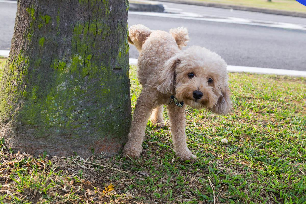 4 Ways Bio Ion’s All-in-One Pet Sanitisers Make Every Pet Owner’s Life Easier