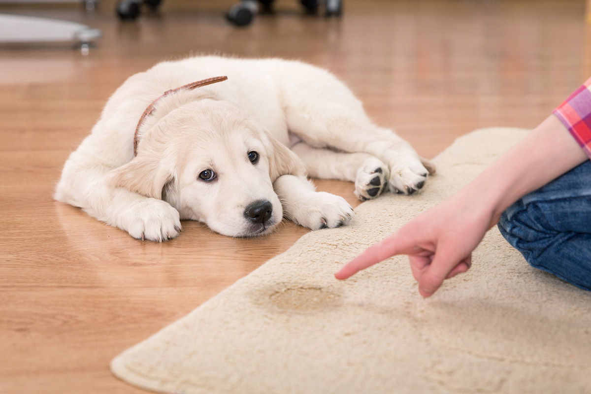 Pets and Carpet cleaning