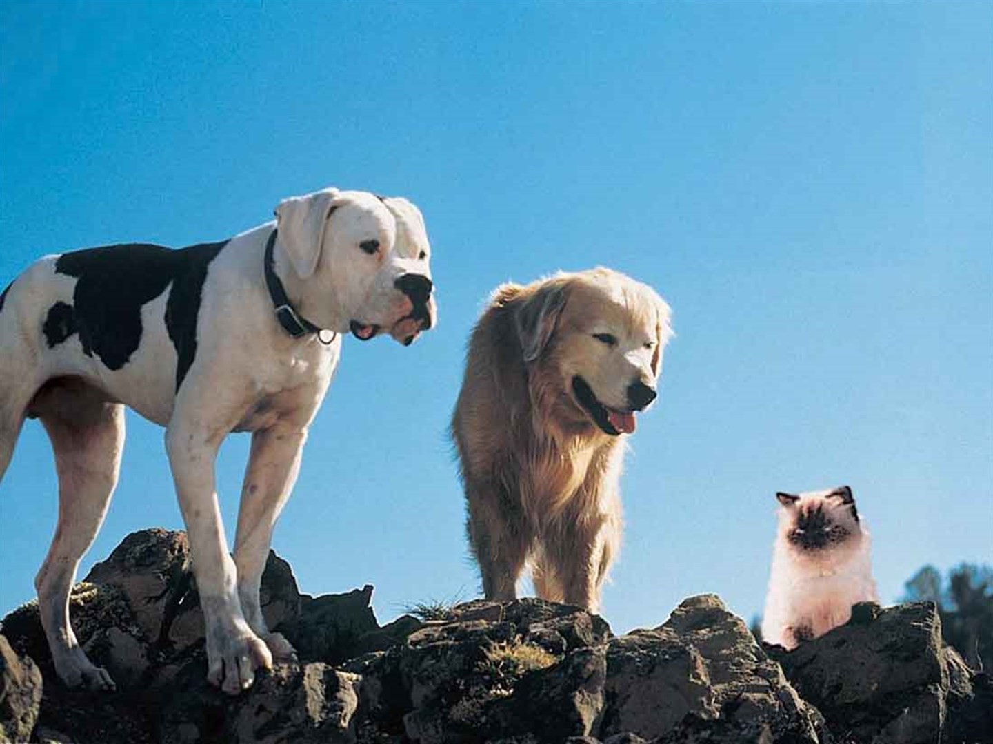 5 Classic Dog Movies You Can Watch With Kids & Your Furry Friends
