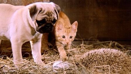 5 Classic Dog Movies You Can Watch With Kids & Your Furry Friends