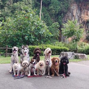 5 Dog-Friendly Hikes in Singapore for You and Your Pup